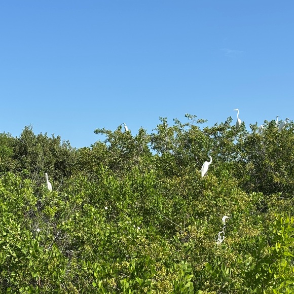 forestonthebay